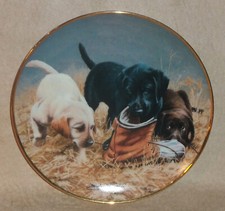 american labrador puppies for sale american labrador puppies for sale Atlanta