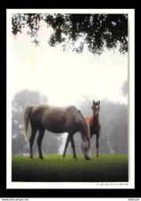 Animaux chevaux crinières d'occasion  Fruges