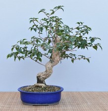 Bonsai mediterran drillingsblu gebraucht kaufen Bonsai mediterran drillingsblu gebraucht kaufen  Saarwellingen