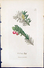 Antique print taxus d'occasion  Expédié en Belgium