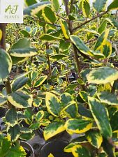 Ilex golden king for sale  HEREFORD
