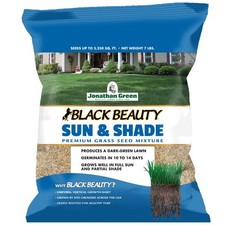 Black beauty sun for sale  USA