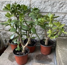 Crassula ovata classic for sale  New Lenox