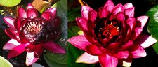 Seerosenangebot black princess gebraucht kaufen  Schmidmühlen
