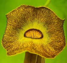 Aristolochia durior verricello usato  Napoli