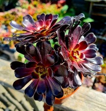 Aeonium zwartkop black for sale Aeonium zwartkop black for sale  CLACTON-ON-SEA