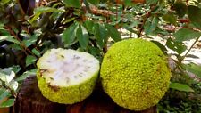 hedge apple for sale hedge apple for sale Lincolnton