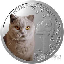 british shorthair gatti usato british shorthair gatti usato Ciampino