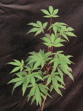 Green acer palmatum for sale  Rochester