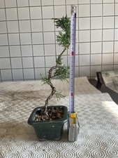 Bonsai ginepro chinensis usato  Usmate Velate
