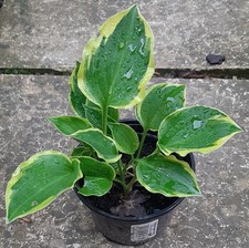Hosta funkie lakeside gebraucht kaufen  Eberhardzell