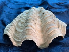 Natural clam shell usato  Spedire a Italy
