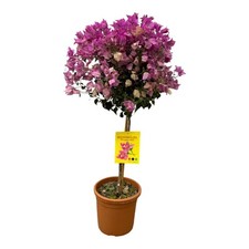 Bougainvillea stam 100 gebraucht kaufen  Wuppertal