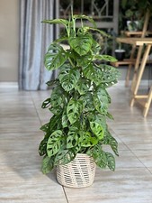 Monstera adansonii monkey gebraucht kaufen Monstera adansonii monkey gebraucht kaufen  Koblenz