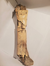Rex fossil scapula for sale  Burnet