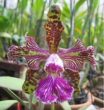 Cattleya schilleriana trilabel d'occasion  Paris XV