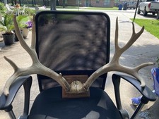 Large mule deer for sale  Corsicana
