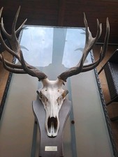 Hirschgeweih ender hirsch gebraucht kaufen  Bünde