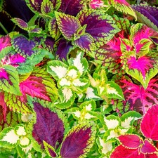 Rainbow mix coleus for sale  Pittsburgh