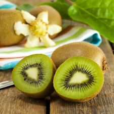 Kiwi jenny garden for sale  IPSWICH