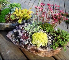 Varieties succulent plant for sale  LLANELLI