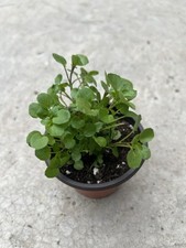 Watercress plant pot for sale  El Monte