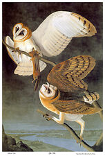 Audubon barn owl for sale  Cambria