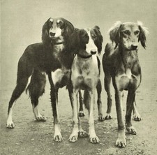 Saluki 1923 photo for sale  WORCESTER
