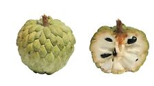 Zimtapfel annona squamosa gebraucht kaufen  Kallmünz