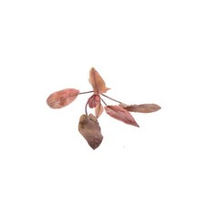Cryptocoryne crypt flamingo for sale  Terrell