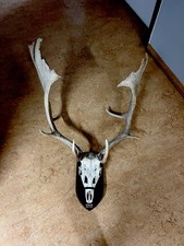 Damhirsch hirsch trophäe gebraucht kaufen  Wandlitz