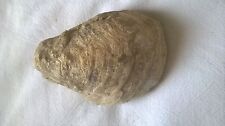 Fossile huitre d'occasion  Marignane