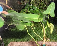 Philodendron bernardopazii pla for sale  Hollywood