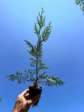 trees leyland cypress privacy for sale  Winnetka