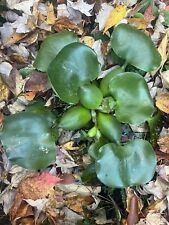 Clearance water hyacinth for sale  Coatesville