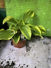 Hosta perennial lot for sale  RAMSGATE