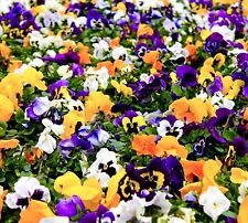 70x pansy winter for sale  DEWSBURY