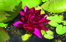 Burgundy princess water for sale  MARKET RASEN