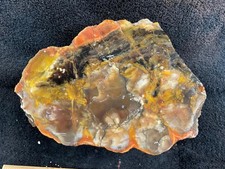 petrified wood lbs for sale  Clovis