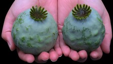 000 giant giganteum for sale  Spring Branch