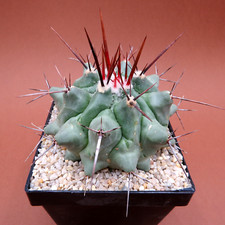 Thelocactus lophothele villa gebraucht kaufen  Dortmund