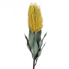 75cm banksia menziesii for sale  LOUTH