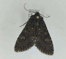 Traça Polia conspiqua Noctuidae de Altai Mts. comprar usado  Enviando para Brazil