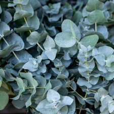 Eucalyptus baby blue for sale  PETERBOROUGH
