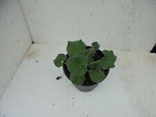 pelargonium for sale  SAFFRON WALDEN