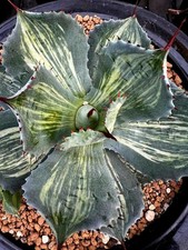 agave potatorum usato agave potatorum usato Massafra