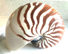 Natural chambered tiger for sale  San Diego