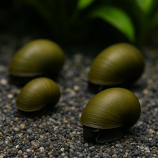 Live olive nerite for sale  Hamilton