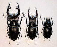 Lucanus akbesianus trio for sale  WOKING