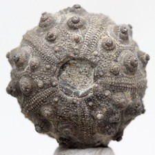 Sea urchin fossil for sale  Tucson